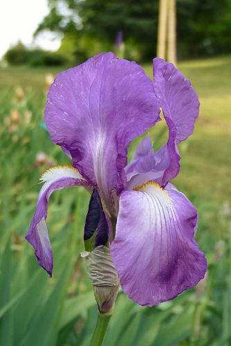 Iris 'Tosca' ? - Beaujoire [identification en cours] 20100507-1920-iris-tosca-mr2