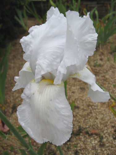 Iris blanc - Lilou [identification en cours] 2009-05-17-iris-glacier-2mr