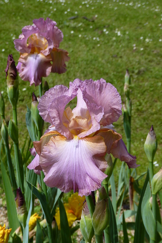 Iris 'May Delight' - Schreiner 1966 2015-05-14-1517-iris-may-delight-3mr