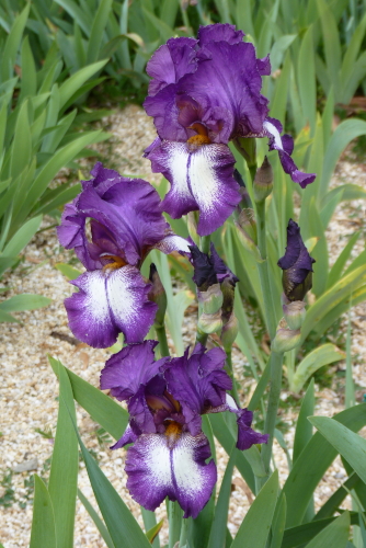 Iris 'Mascarade' - Flora [Identification] P2260410-iris-mascarade-r