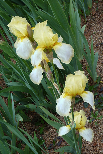 Iris jaune/blanc 41 pamina [identification en cours] - Page 2 20100513-1741-iris-princesse-wolkonsky-mr2