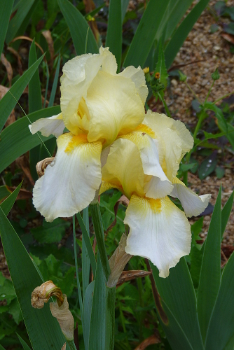 Iris jaune/blanc 41 pamina [identification en cours] - Page 2 20110501-1433-iris-princesse-wolkonsky-mr