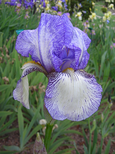Iris 'Donatello' ou 'Don José' ? - La Beaujoire [identification en cours] 2009-05-01-iris-a-verif-6mr