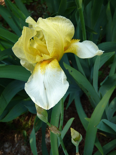 Iris jaune/blanc 41 pamina [identification en cours] - Page 2 20100522-1721-iris-mr