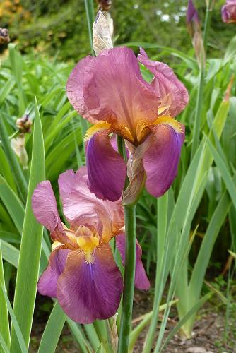Iris 'Phalanx' - Schreiner 1951 2012-05-17-1711-iris-phalanx-mr