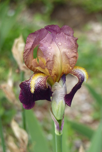 Iris 'Jacquesiana' ( ou pas )  - Jean-Nicolas Lémon 1840 P2290052-iris-squalens-jacquesiana-mr