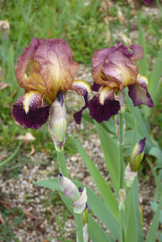 Iris 'Jacquesiana' ( ou pas )  - Jean-Nicolas Lémon 1840 P2290447-iris-squalens-jacquesiana-mr