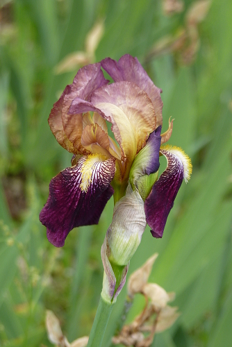 Iris 'Jacquesiana' ( ou pas )  - Jean-Nicolas Lémon 1840 P2290449-iris-squalens-jacquesiana-mr