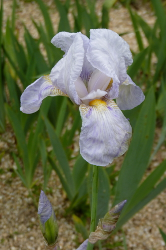Petit iris blanc piqueté de mauve P2630827-iris-purissima-x-macrantha-r
