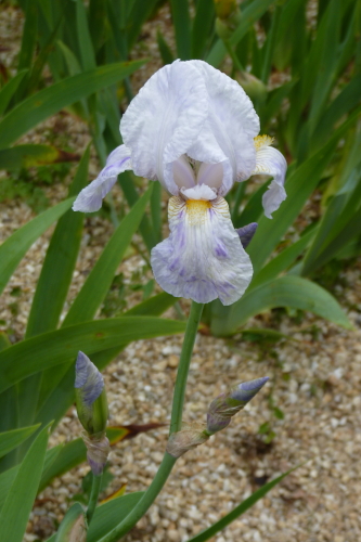 Petit iris blanc piqueté de mauve P2630828-iris-purissima-x-macrantha-r