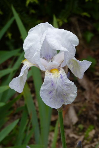 Petit iris blanc piqueté de mauve P2630837-iris-imbricata-x-variegata-r