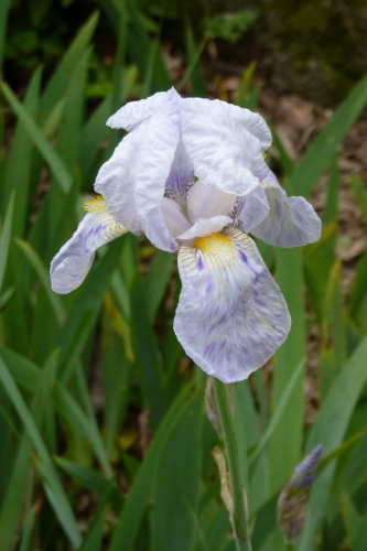 Petit iris blanc piqueté de mauve P2630840-iris-imbricata-x-variegata-r